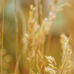 Peachtree Road Race Green Sustainable