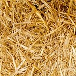 2014 World Juniors set for Oregon